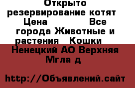 Открыто резервирование котят › Цена ­ 15 000 - Все города Животные и растения » Кошки   . Ненецкий АО,Верхняя Мгла д.